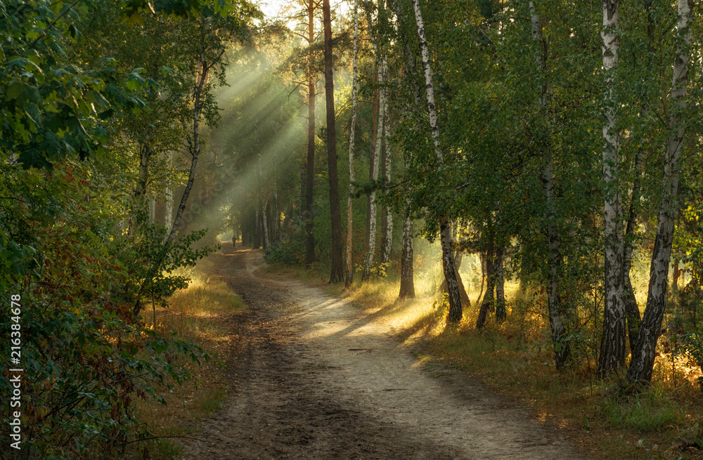Fototapeta premium Walk in the autumn forest. Morning. Sun rays.