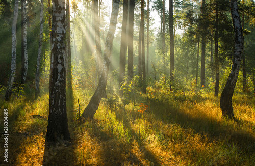 Walk in the autumn forest. Morning. Sun rays. © Mykhailo