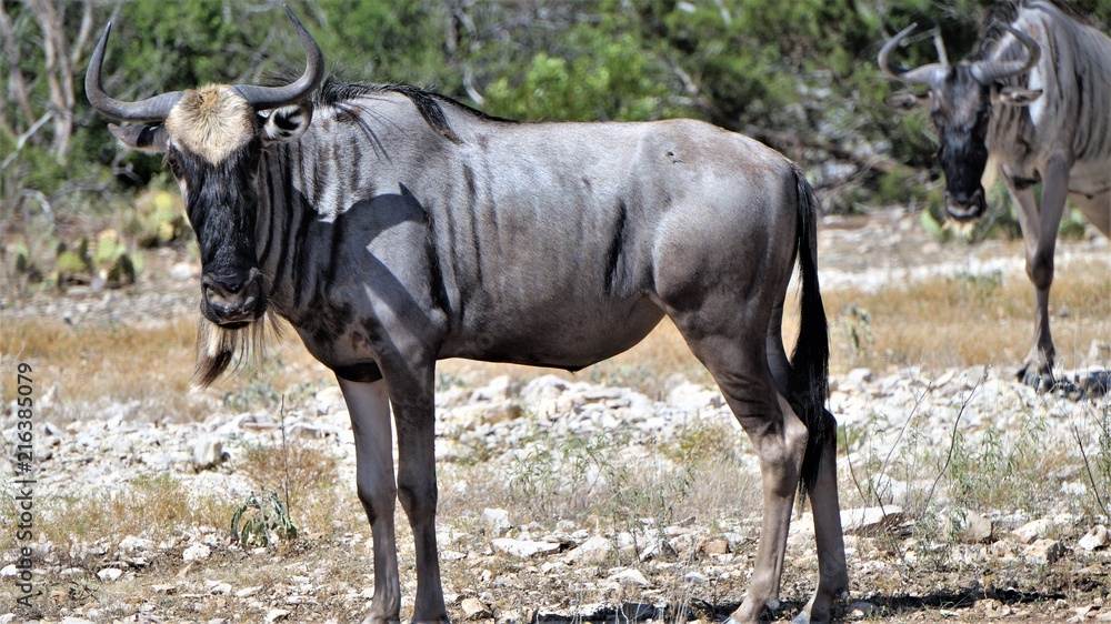 close up portrait of a wildebeest in the wild