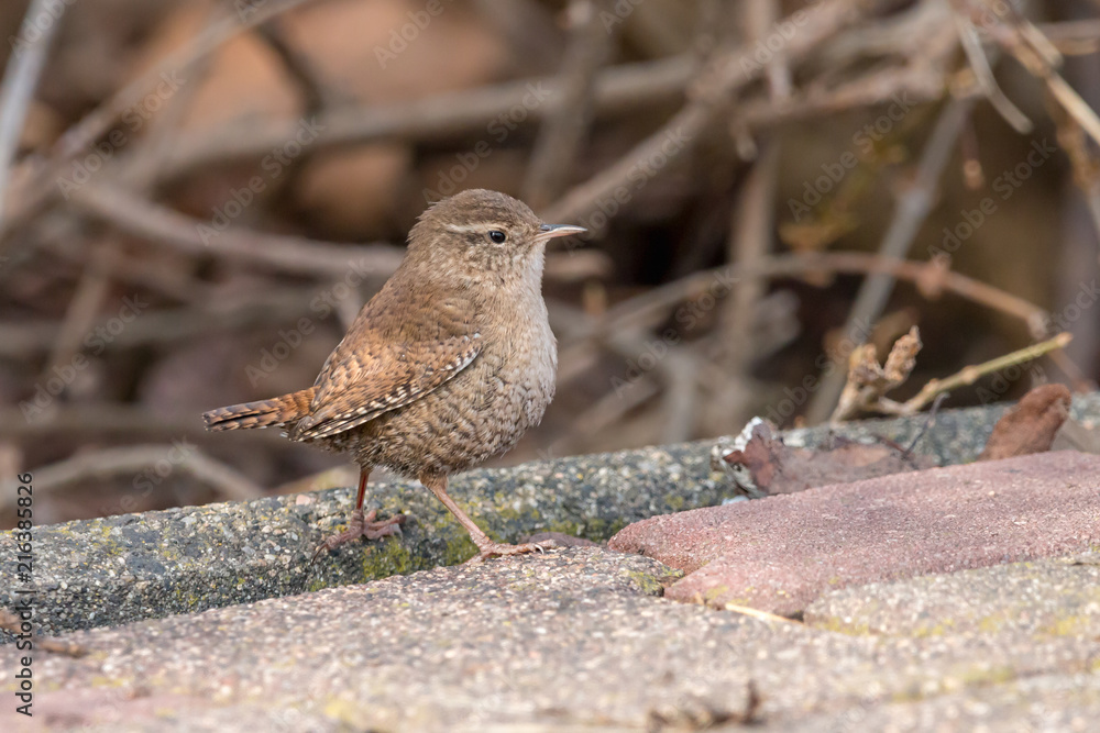 Fototapeta premium Eurasian wren (Troglodytes troglodytes) with brown blurred background. Small stump-tailed songbird.