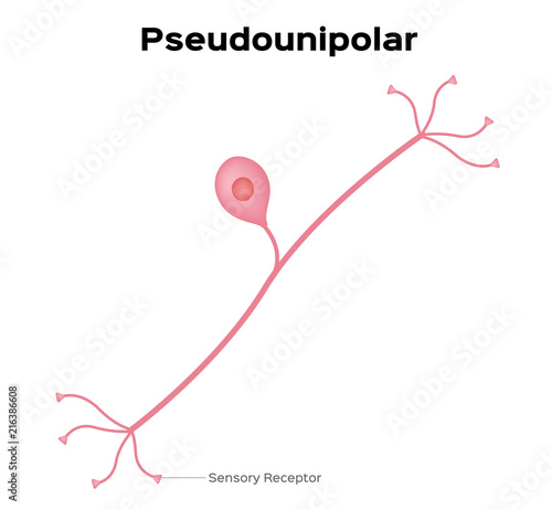 Neuron pseudounipolar anatomy vector . infographic