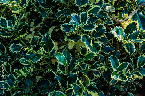 Green leaves as a natural background