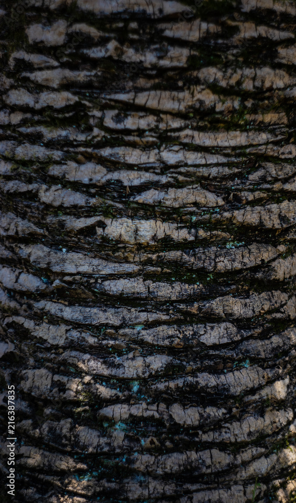 Palm tree trunk Palm tree trunk