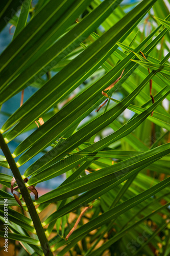 Palm tree leaves