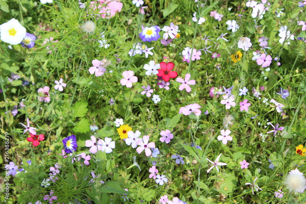 blooming meadow full of colorfull flowers blooming meadow full of colorfull flowers