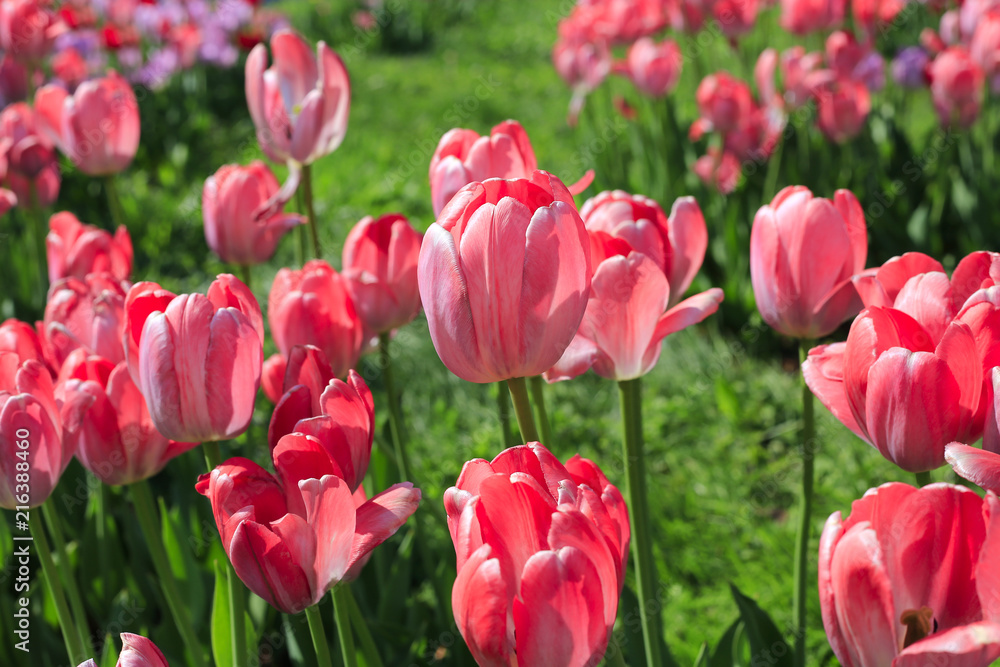Beautiful bright pink tulips