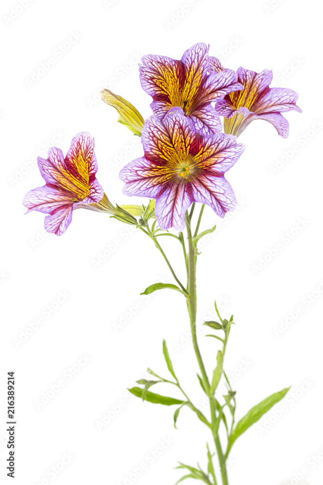 Trompetenzunge (Salpiglossis siunata) auf weißem Hintergrund Trompetenzunge (Salpiglossis siunata) auf weißem Hintergrund