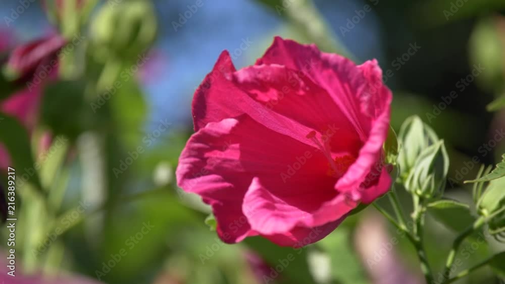 Close-up of a swamp rose-mallow flower ( Hibiscus moscheutos ) in soft breeze, native Cinelike-D Close-up of a swamp rose-mallow flower ( Hibiscus moscheutos ) in soft breeze, native Cinelike-D