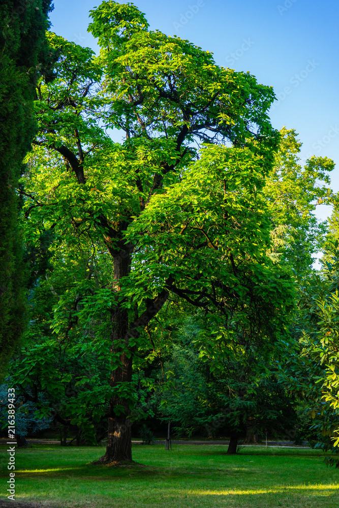 Naklejka premium Tsinandali estate of Princes of Chavchavadze