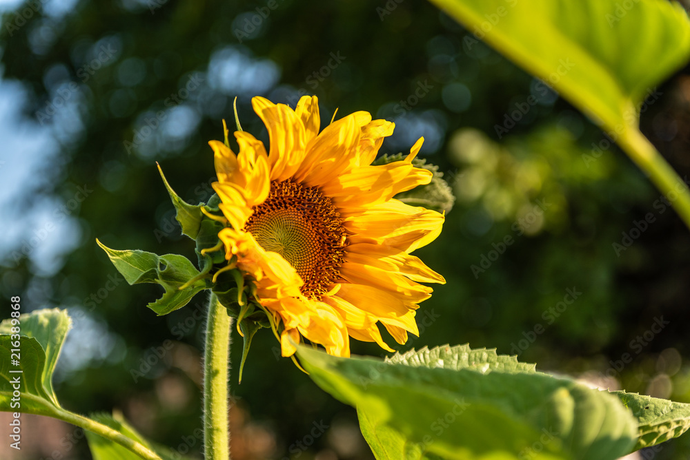 Sonnenblume angestrahlt Sonnenblume angestrahlt