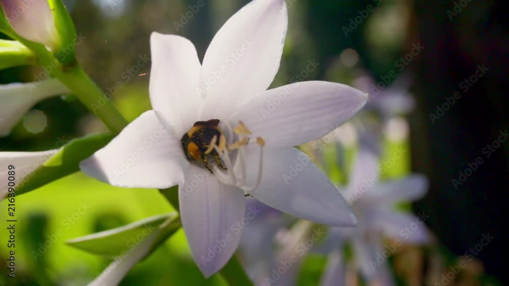 Slow motion macro/close up of a bumble bee as it pollinates a day lily. Slow motion macro/close up of a bumble bee as it pollinates a day lily.