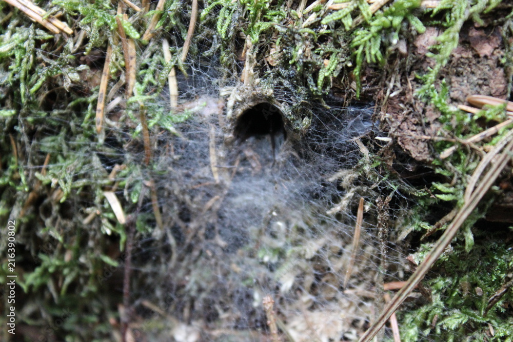 entrance to a funnel web spider nest entrance to a funnel web spider nest