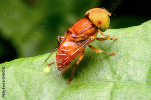 Konstfotografi Flower fly It is a medium to large flies