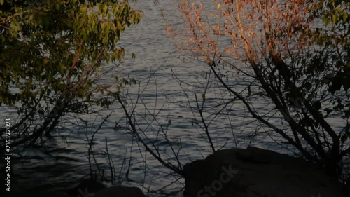 Branches over water photo