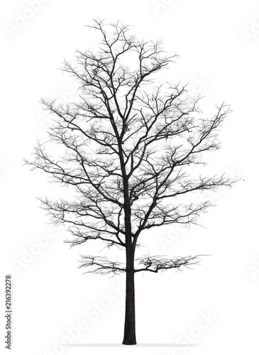 Tree without leaf isolated on white background