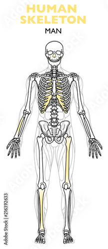 Scheletro umano, lo scheletro è la struttura interna del corpo composta da ossa, anatomia dell'uomo, vista frontale su uno sfondo bianco photo