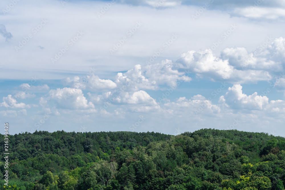 landscape of green trees and blue sky