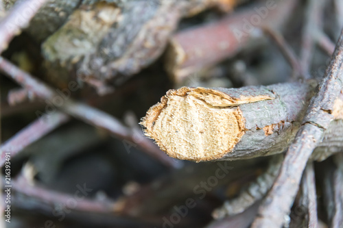 chopped wooden branches