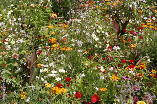 Wildflower meadow with many colourful flowers