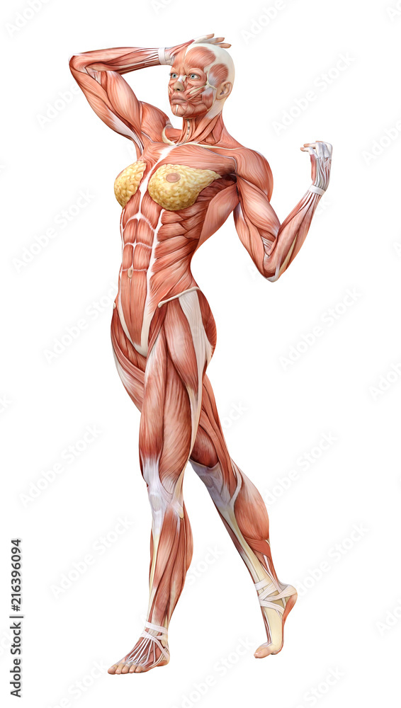 3D Rendering Female Anatomy Figure on White 3D Rendering Female Anatomy Figure on White