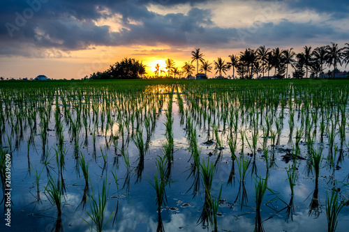 Rice paddyfield during sunset in Bali, Indonesia photo