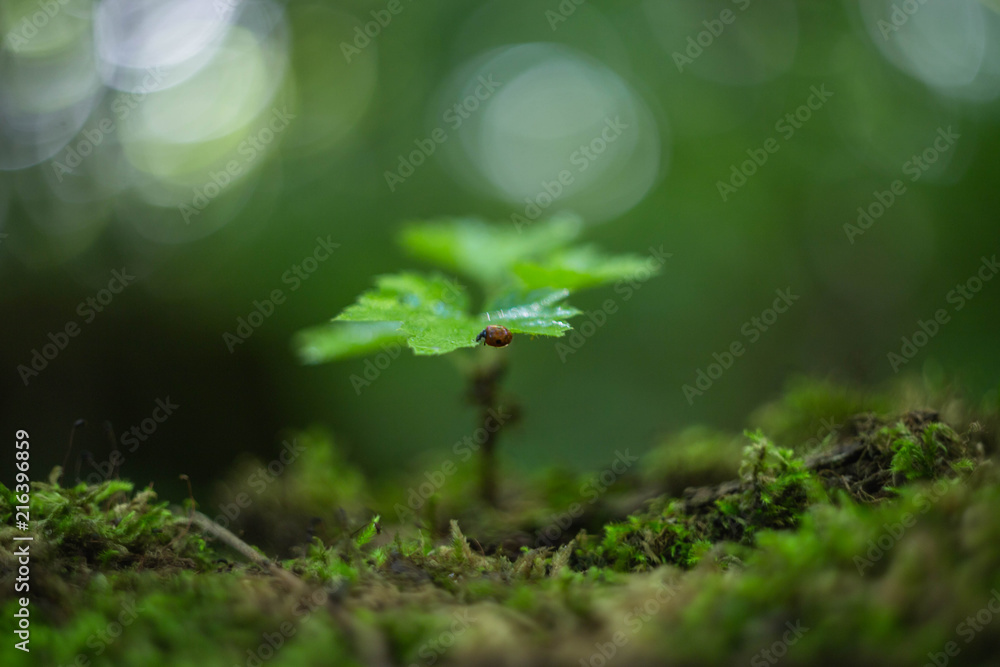 tree sprout with blurred background tree sprout with blurred background