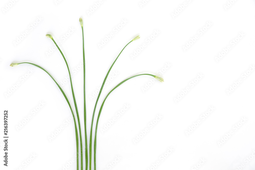 chinese chive flowerring onions stalk vegetable food nature background