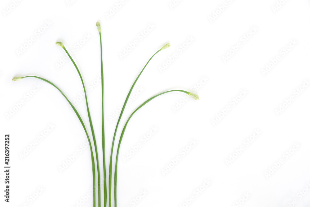 chinese chive flowerring onions stalk vegetable food nature background chinese chive flowerring onions stalk vegetable food nature background