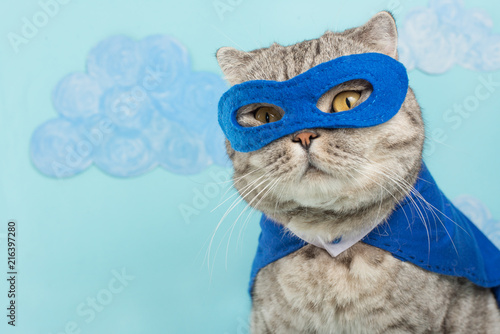 superhero cat