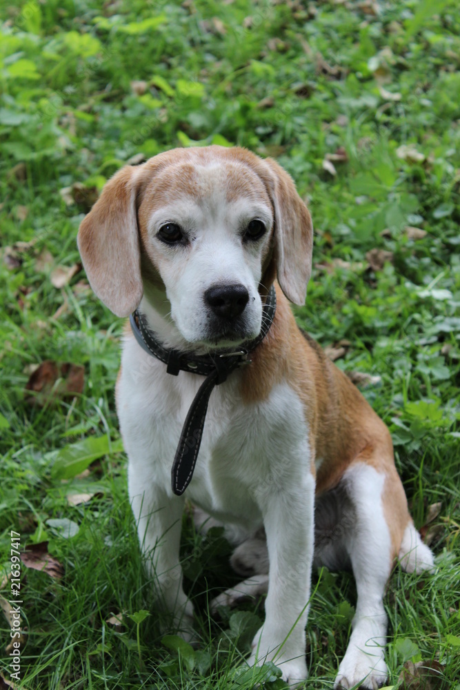 cute beagle boy in the garden