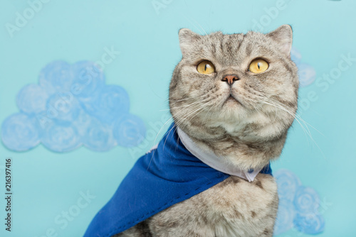 superhero cat, in a blue raincoat © Anton