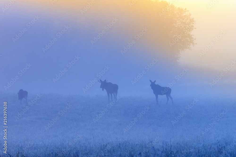 Fototapeta premium Sunrise with mooses in the fog on the meadow