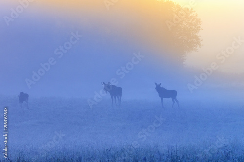 Sunrise with mooses in the fog on the meadow