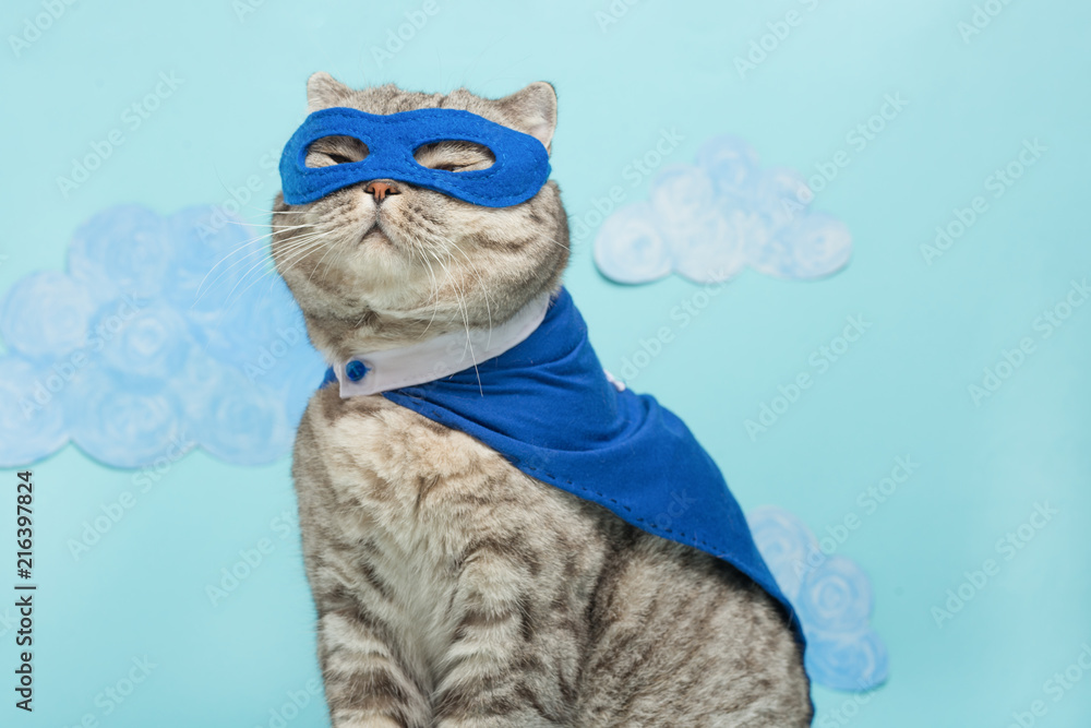 superhero cat, Scottish Whiskas with a blue cloak and mask. The concept of a superhero, super cat, leader - obrazy, fototapety, plakaty 