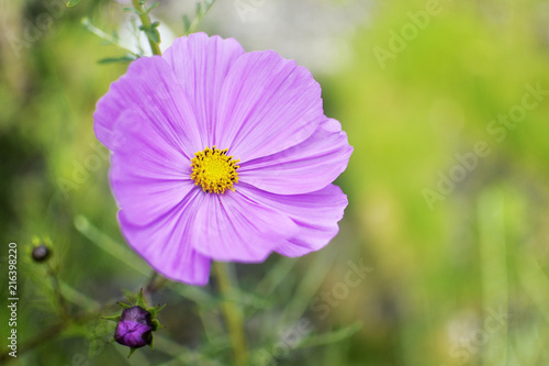 flower  pink  nature                 plant