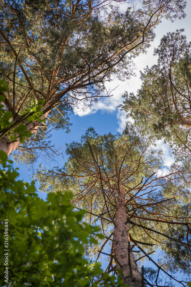 Fototapeta premium crown of pine trees on blue sky background.