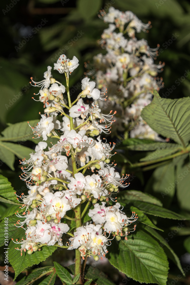 Flower chestnut closeup (lat. Castanea). Macro of flowering branch with chestnut leaves. Flower chestnut closeup (lat. Castanea). Macro of flowering branch with chestnut leaves.