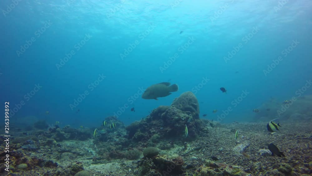 Underwater coral reef and fish in Indonesia Underwater coral reef and fish in Indonesia