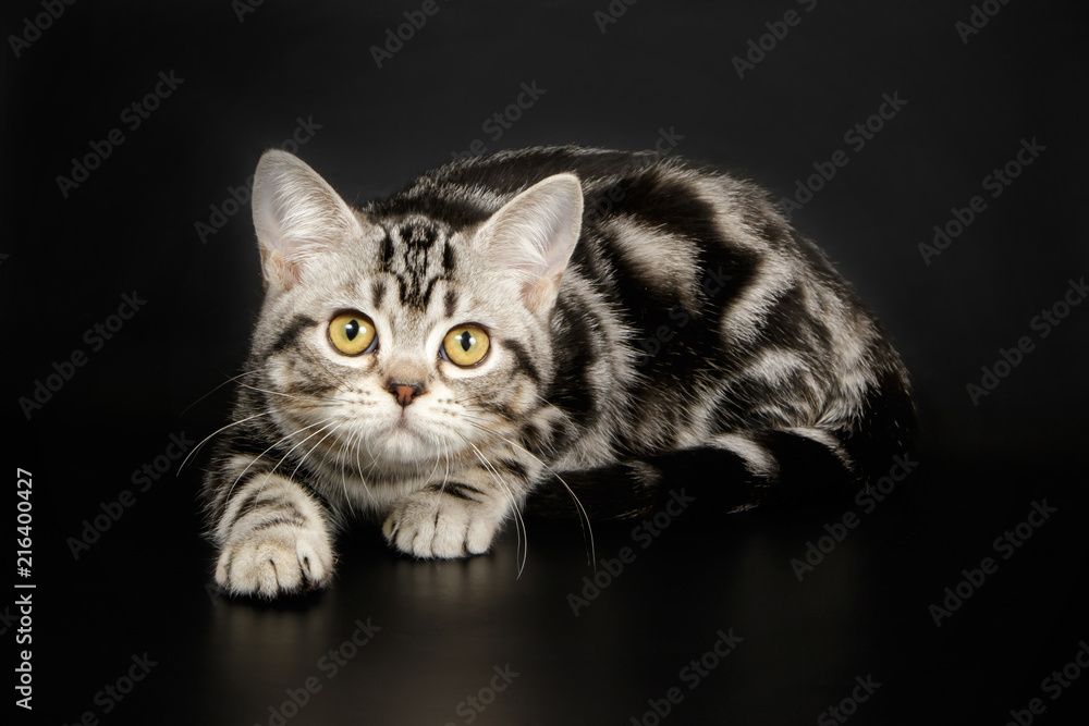 American Shorthair cat