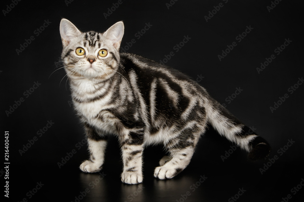 American Shorthair cat American Shorthair cat