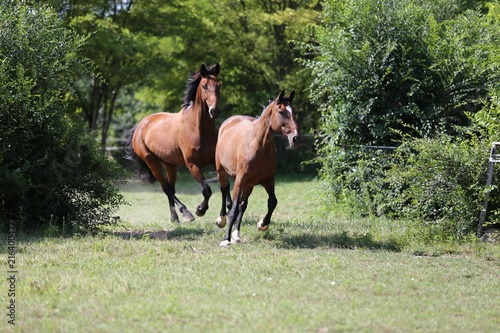 Beautiful horses galloping on summer meadow