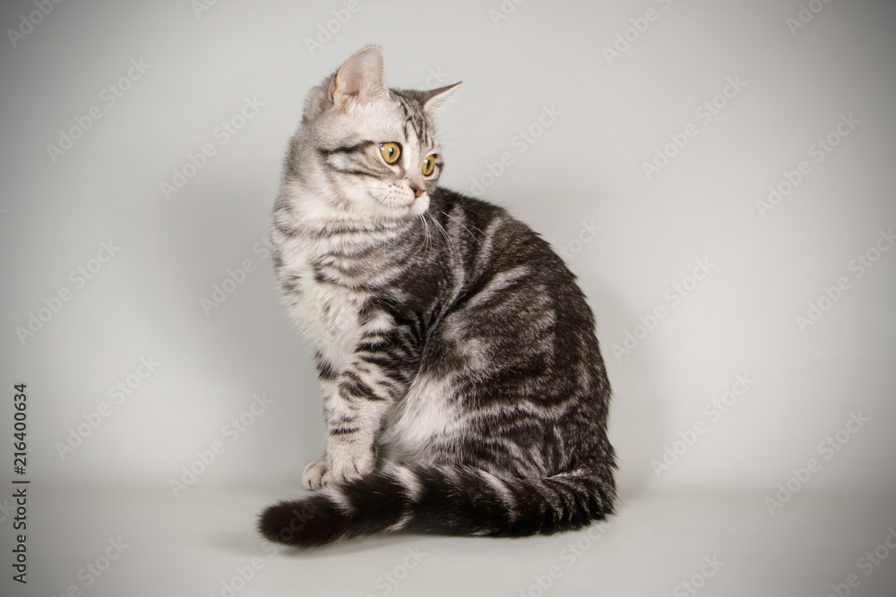 American Shorthair cat American Shorthair cat