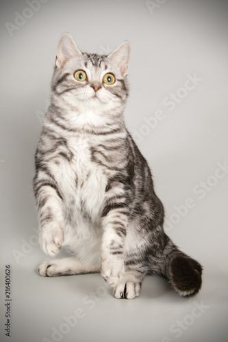 American Shorthair cat © Aleksand Volchanskiy