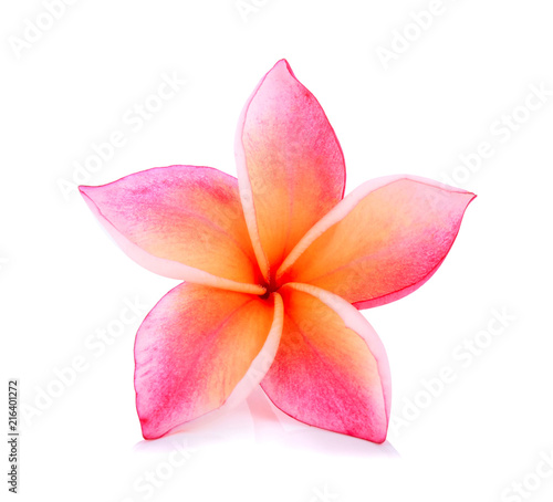 Tropical flowers frangipani  plumeria  isolated on white background