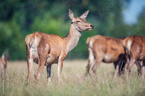 Female red deer in meadow in sunlight.