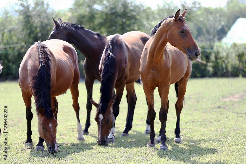 Fototapeta premium Young healthy horses grqaze peaceful summer green pasture