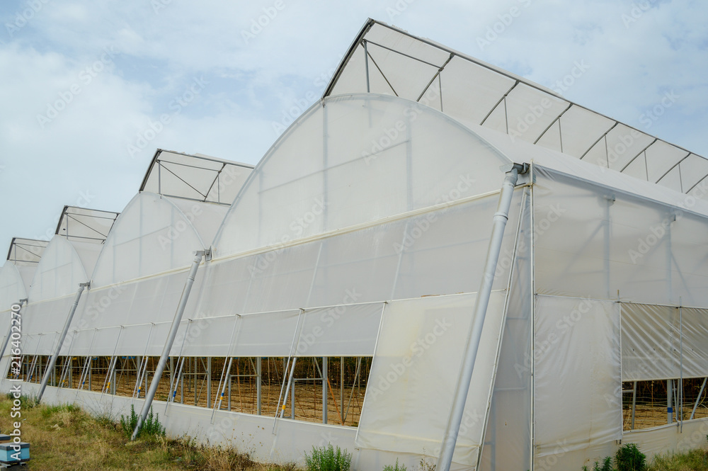 A row of plastic covered bow house tents for raspberry production A row of plastic covered bow house tents for raspberry production