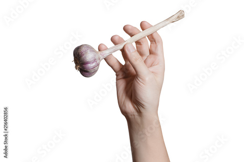 Hand holding garlic, isolated on white background