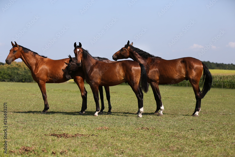 Obraz premium Young healthy horses grqaze peaceful summer green pasture
