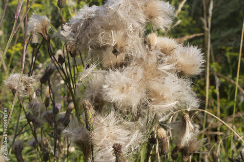 Природа вокруг нас